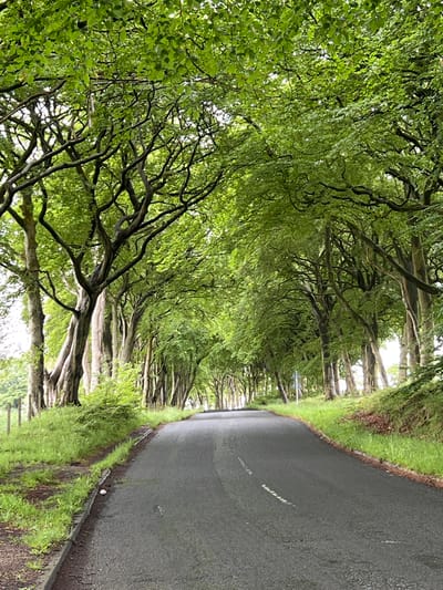 The image depicts a road in Bathgate, United Kingdom, lined with mature trees that create a canopy overhead. The road is asphalt and appears to be a rural or suburban route, possibly a country lane or an entrance to an estate, as indicated by the substantial size and density of the trees. The trees, with their thick, gnarled branches, are heavily laden with lush green foliage, suggesting a springtime or summer setting. The road curves gently into the distance, disappearing under the dense greenery. The grassy verges on either side of the road are verdant, with some undergrowth visible. The overall impression is one of natural beauty and tranquility, with the trees framing the roadway to create an almost tunnel-like effect. The lighting suggests it may be overcast or a heavily shaded area. No people or vehicles are visible in the frame.