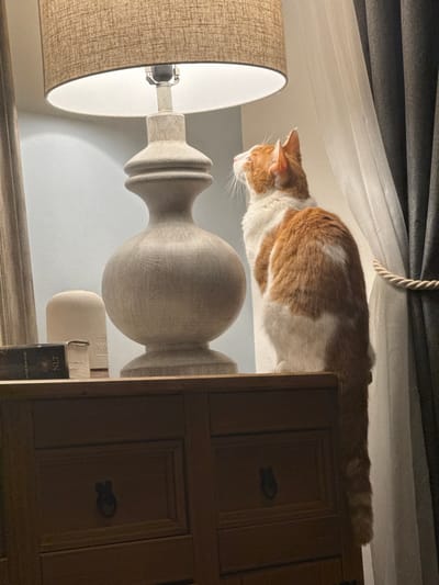 An orange and white bicolour domestic cat is seated on a light-colored wooden dresser in an indoor environment, specified as New Forest, United Kingdom. The cat is positioned on the right side of the dresser, facing left and slightly upwards, observing an illuminated table lamp. The lamp features a light-toned, turned base and a cylindrical, textured fabric lampshade. To the left of the lamp, on the dresser surface, a stack of books, including one with "NLT" visible on its spine, and a white, textured cylindrical object are present. The wooden dresser has visible drawers with dark metal ring-pull handles. A light blue wall forms the immediate background behind the lamp, while to the right, sheer white curtains are partially visible behind a dark grey curtain secured with a decorative rope tie-back.