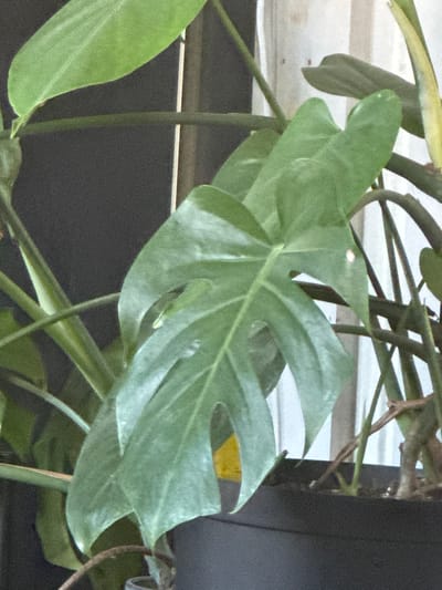 The image shows a close-up of a tropical plant with large, green, fenestrated leaves. The plant is in a black pot filled with dark soil. The background is blurred, showing a dark, solid surface on the left and a white, textured surface on the right, possibly a wall or fabric. There are no people or animals visible in the image. The lighting suggests an indoor environment. The location in the city of Moelv, Norway is not discernible from the visual information provided in the image.