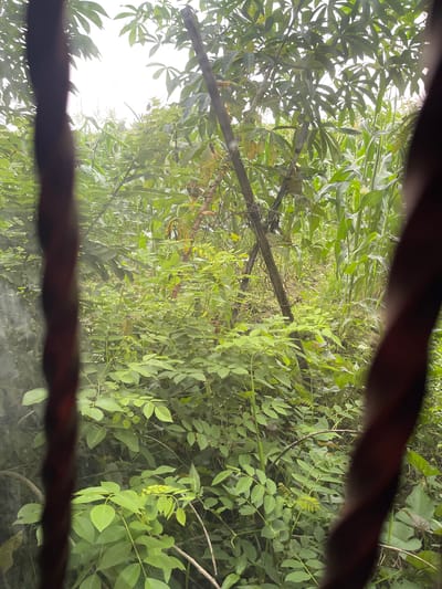 A view of dense vegetation, possibly in Rojoimo, Indonesia, as suggested by the user, is framed by what appears to be a window or a small opening with dark, blurred edges. The vegetation includes various types of plants, including tall corn stalks and broad-leaved plants. A fallen wooden branch is also visible within the vegetation. The overall scene suggests a natural, overgrown environment. No people are visible in the image.