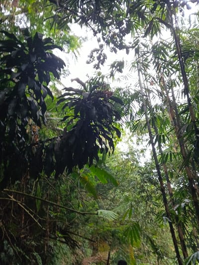 The image presents a dense, verdant forest scene captured from a low angle, looking upwards into the canopy. Tall, slender bamboo culms with green leaves are prominently featured on the right side of the frame, reaching towards the bright, diffused daylight filtering through. In the upper left and center, large-leafed plants with dark, broad foliage hang downwards, their leaves partially silhouetted against the sky. The background is filled with various shades of green from other trees and dense undergrowth, creating a rich, tropical atmosphere. Patches of bright sky are visible through openings in the thick foliage, indicating daytime conditions. At the very bottom center, a small, dark, and blurred shape, likely the top of a person's head, is barely visible, suggesting a human observer in the environment. There is no specific activity depicted, nor is there any visible text. The setting aligns with the provided context of a natural area within Nebilver (Tegal) Admin Centre, Papua New Guinea.