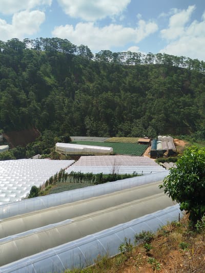 The image shows a hillside in Tuý Sơn, Vietnam, densely covered with pine trees. Below the treeline, a large agricultural operation with numerous greenhouses is visible. The greenhouses, covered in white and translucent plastic sheeting, are arranged in rows and cover a significant portion of the landscape. Some of the greenhouses appear to be semicircular tunnels, while others are larger, rectangular structures. In the middle ground, there are also open fields of crops, appearing green and neatly planted. The scene suggests a significant agricultural undertaking, likely focused on intensive farming practices within the controlled environment of the greenhouses.
