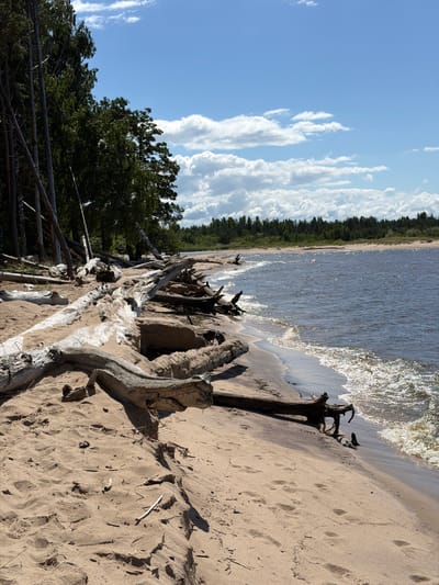 The image depicts a sandy beach with numerous pieces of driftwood scattered across it. The water is calm with small waves lapping at the shore, and the sky is blue with scattered clouds. The background features a line of trees. There are no people or animals visible in the scene. The location is not identifiable as Gauja, Latvia, based on the provided image.