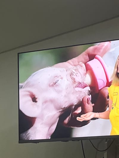 This media file shows a close-up image of a person feeding a small animal, likely a piglet, from a pink baby bottle. The animal is held in a person's hand, and its head is tilted upwards, drinking from the bottle. The animal appears pink and has visible wrinkles and some dirt or scabs on its face. The person's hand is visible, with a pink nail polish on one finger. Another person's hand is also partially visible, wearing a silver bracelet. This second person is wearing a yellow garment, possibly overalls or a shirt with straps. The background is blurred, with a soft green hue suggesting an outdoor setting, possibly a farm or natural environment. The lighting appears to be natural daylight. The overall tone of the image is one of care and nurturing, as the person is attending to the needs of the young animal. There is no visible text in the image.