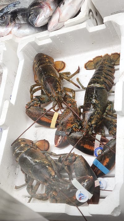 The image shows a close-up, eye-level view of a white styrofoam container filled with several live lobsters and some dead fish on ice in the upper left corner. The lobsters are dark green and orange, with prominent claws. They are positioned in various orientations within the container, with some of their legs and antennae visible. One lobster in the center has a yellow band around its claws, and another on the right has a blue band. Two circular tags are attached to the lobsters. The background is white and blurred, suggesting an indoor environment, likely a market stall. The scene appears to be a display of fresh seafood. The presence of lobsters and fish suggests a location where seafood is sold. Given the prompt specifies the city of Latina, Italy, this scene is likely from a fish market or seafood vendor within Latina.