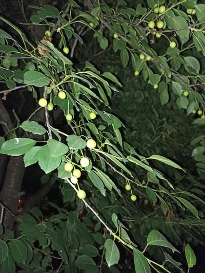 The image shows a close-up of a cherry tree branch with unripe, green cherries hanging from it. The tree is situated in a dimly lit outdoor environment, likely at night, with dark foliage and branches forming the background. The cherries are small, round, and a pale green color, some still attached to their stems. The leaves of the tree are elongated and serrated. There are no people or any other discernible subjects in the frame. The scene is consistent with a natural setting within the city of Pochaiv, Ukraine, possibly a garden or park area.