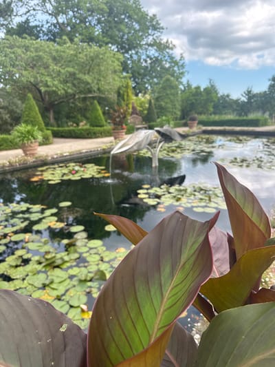 The image depicts a serene garden pond in Mid Sussex, United Kingdom. The foreground is dominated by the lush, dark leaves of a Canna lily, some of which show a striking contrast of deep burgundy and vibrant green. The leaves are large and prominent, with visible veins.

Beyond the foliage, the pond itself is covered with numerous lily pads, creating a green carpet on the dark water's surface. A few pink lily blossoms are visible among the pads, adding touches of color. In the center of the pond, a modern, abstract sculpture resembling a stylized bird with a fountain spout is partially submerged, with water gently cascading from it, creating ripples.

The pond is bordered by a stone walkway. To the left of the pond, there are neatly trimmed conical topiary bushes and potted plants. In the background, mature trees with dense green foliage form a backdrop, interspersed with a partly cloudy sky. The overall atmosphere is peaceful and verdant, suggesting a well-maintained garden setting. No people or animals are visible in the image.