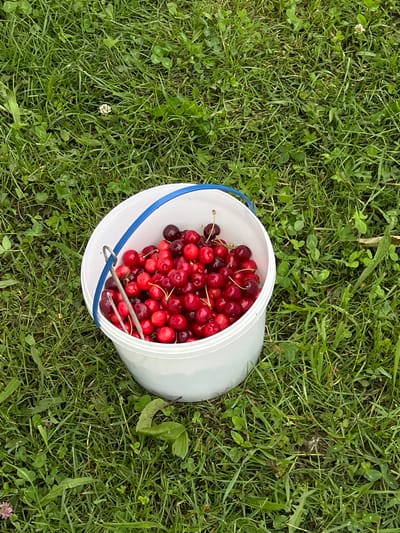 The image displays a white plastic bucket, equipped with a blue handle, situated on a patch of vibrant green grass in Mshanets, Ukraine. The bucket is filled to approximately three-quarters capacity with a collection of fresh, ripe red cherries; some cherries retain their green stems. A metal tool, resembling a cherry pitter or similar utensil, rests within the bucket, partially submerged among the fruit. The surrounding ground is covered by various types of green grass and interspersed clover, including white clover blossoms and hints of pink clover. No individuals are visible, and no direct actions or interactions are depicted, beyond the static placement of the bucket and its contents on the natural ground cover. The lighting suggests natural daylight.