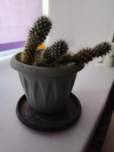 A potted cactus is on a white surface, likely a windowsill, with a blurry background. The cactus is green with prominent spines and is housed in a light grey pot with vertical fluting. The pot sits on a dark saucer. The lighting suggests it's near a window, and the purple and white areas in the background could indicate a window covering or wall. There are no people or animals visible in the image. The overall scene is domestic, and without further context, its specific location within the city of Придорожный, Russia, cannot be determined from the image alone.