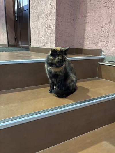 A tortoiseshell cat with black, brown, and orange markings sits on a brown, tiled outdoor stair. The cat is facing left and slightly downwards, with its tail curled around its body. The stairs have silver metal trim on the edge of each step. In the background, there is a textured pink wall and a dark door. The scene appears to be in a residential area of Oktyabrskoye, Russia.
