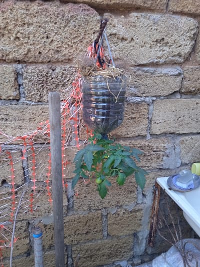 A tomato plant is growing in a hanging plastic bottle against a textured, porous stone wall. The bottle is suspended by a string and contains straw at the top. The plant has green leaves and at least one small green tomato. A wooden stake stands in front of the plant, and orange safety netting is draped across the wall behind it. To the right of the plant, a white sink or basin is visible, with a scrubbing brush on a small metal tray resting on its edge. The scene appears to be outdoors, possibly in a yard or garden, given the stone wall, plant, and utilitarian objects. The lighting suggests it is daytime. The overall impression is one of a resourceful, DIY gardening setup.