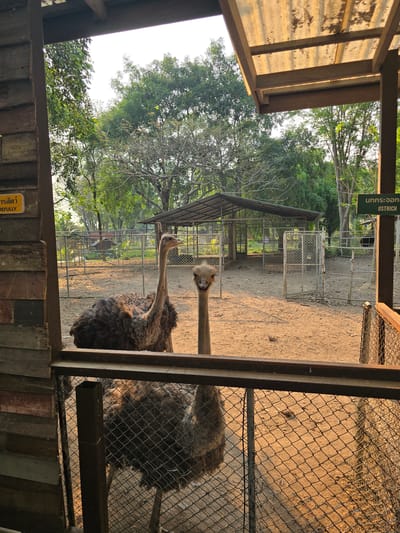 The image depicts an outdoor ostrich enclosure, likely within an animal park or zoo, located in Ban Phaya Kot Ana Kaeo, Thailand. The scene is illuminated by warm, golden light, suggesting late afternoon or early morning.
In the immediate foreground, from the viewer's perspective, a wooden structure with vertical planks is visible on the left side, partially obscuring the top-left corner. An orange warning sign, partially visible on the wooden structure, contains Thai text and the English word "CAREFULLY." A brown metal frame and chain-link fence separate the viewing area from the animal enclosure.
Two ostriches are the primary subjects within the sandy, dirt-floored enclosure. The closer ostrich is positioned slightly to the right of the frame's center, facing directly towards the viewer with its head and neck upright and its beak slightly open. Its body is covered in dark brown feathers. A second ostrich, also with dark brown plumage, stands further back and to the left of the first, facing generally rightwards.
The enclosure itself is expansive, featuring chain-link fencing around its perimeter. In the middle ground, a covered shelter with a corrugated roof and metal supports is visible within the enclosure. To the right of the ostriches, a green sign on a post displays Thai text and the English word "OSTRICH." The background consists of numerous trees with varying foliage density, indicating a natural, arboreal environment beyond the animal habitat. The overhead view reveals a corrugated translucent roof structure, suggesting a covered viewing area.