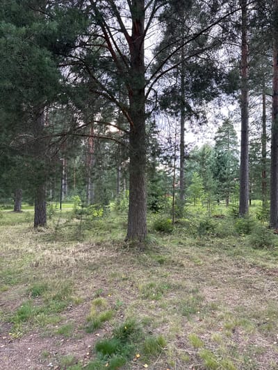 The image shows a dense forest with tall pine trees and an undergrowth of smaller trees and grasses. The ground is covered with dry leaves, pine needles, and patches of green grass. The lighting suggests it is either early morning or late afternoon, with soft light filtering through the tree canopy. There are no people or animals visible in the image. The scene is located in the city of Vammala, Finland.