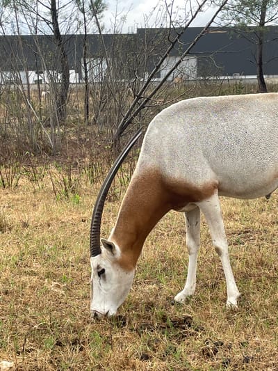 The image shows a scimitar-horned oryx grazing in a grassy field. The animal has a white and tan coat, with long, curved horns. In the background, there are trees and a large, dark-colored building. The scene appears to be outdoors, with a slightly overcast sky. There are no people visible in the image. The location is identified as Águeda, Portugal.