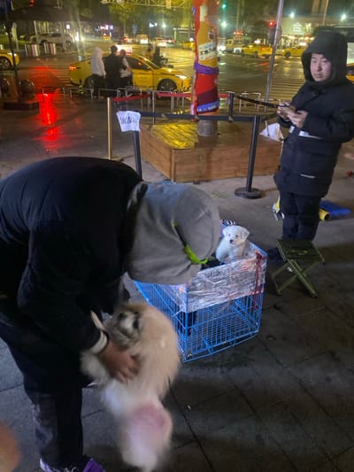 A nighttime street scene shows two people. One is wearing a dark winter coat and appears to be attending a column decorated with colorful fabric near a taxi queue. The other is kneeling, wearing a gray hoodie and dark clothing, holding a fluffy white dog with pink-tinged fur. Beside them is a blue wire cage with a white dog inside. A small green folding stool sits nearby. The pavement is wet and reflects streetlights.