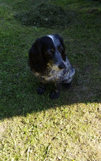 An adult black and white Cocker Spaniel dog sits on a patch of grass in the city of Semenovskoe, Russia. The dog is facing to the right of the frame, with its head tilted slightly upwards. Its fur is a mix of black and white, with a distinctive white blaze running down its forehead. The dog's eyes are brown and appear to be looking off into the distance. The grass around the dog is a mix of green and dry, with some patches of dirt visible. In the background, there is a pile of cut grass or foliage. The lighting suggests it is daytime, with a shadow cast across the foreground from the left.