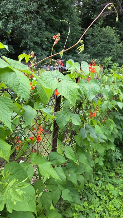The media file shows a close-up, upward-facing view of scarlet runner beans (Phaseolus coccineus) growing on a chain-link fence. The beans are in full bloom with vibrant red flowers and developing green pods. The foliage is lush and green, with large, heart-shaped leaves. Tendrils of the bean plants are seen climbing the fence and extending upwards. In the background, out of focus, are dense green trees and other vegetation, suggesting an outdoor, natural setting. The lighting appears to be natural daylight, and the overall atmosphere is one of growth and vitality in a garden or allotment. The image composition is dominated by the plants, with the fence acting as a structural element and a backdrop for the vibrant colors of the flowers and leaves. There is no text visible in the image. The location context provided is Cekule, Latvia.