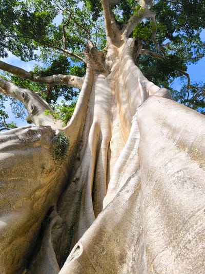 The image depicts a towering, mature tree, possibly a ficus species, viewed from a low angle. Its massive, light-colored trunk exhibits prominent, buttress-like roots that spread outwards at the base. The trunk is textured with ridges and grooves, and small patches of green vegetation are visible growing on its surface.
The tree's canopy is dense with green leaves, partially obscuring a blue sky with scattered clouds. Branches extend outwards, creating a network of limbs against the sky.
The location is identified as Tua, Indonesia. The image focuses entirely on the tree and sky, with no other visible elements of the surrounding environment or human presence.