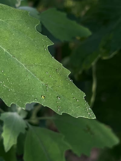 The image is a close-up, macro photograph of a green leaf covered in small water droplets. The leaf has a jagged, serrated edge. The background is blurred and consists of other green foliage, suggesting an outdoor, natural setting, likely a garden or park. The lighting appears to be natural, possibly indicating daytime, with the water droplets catching the light. There is no visible text in the image. The focus is entirely on the texture and detail of the leaf and the moisture on its surface. The overall mood is serene and naturalistic. The location context of Prigorodnyi, Russia, suggests this scene is likely from a temperate climate where such foliage and dew or rain would be common.