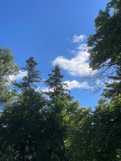 The image depicts a bright, sunny day in Morden, Canada, with a clear blue sky dotted with fluffy white clouds. Tall evergreen trees and leafy deciduous trees frame the sky, with their branches reaching upwards. The sunlight filters through the leaves, creating dappled patterns of light and shadow. The perspective is looking upwards from beneath the trees. No people or animals are visible in the image. The environment suggests a park or a residential area with mature trees.