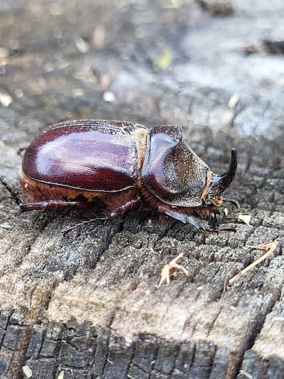 This is a close-up, eye-level, outdoor photograph of a rhinoceros beetle clinging to a piece of rough, weathered wood. The beetle is the primary subject, positioned on the right side of the frame, facing left. It is dark brown and glossy, with a prominent horn curving upwards from its head. The wood it is on has a textured, grayish-brown surface with visible grain and cracks. In the background, the scene is blurred, suggesting a natural environment, possibly a forest floor or a garden. There are hints of green and yellow in the out-of-focus background, which could be foliage or other natural elements. The lighting appears natural, suggesting daytime, with the light illuminating the beetle and highlighting its features and the texture of the wood. No text is visible in the image. The overall impression is a detailed macro shot capturing the intricate details of the insect and its immediate environment. The setting is likely a natural, outdoor location in Zolotonosha, Ukraine.