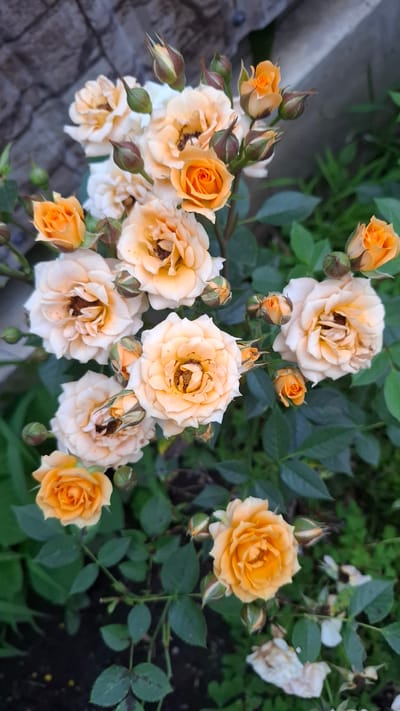 The image shows a close-up view of a cluster of light orange and cream-colored roses, some in full bloom and others as buds, set against a background of green foliage and a dark, rough stone wall. The roses are diverse in their stage of development, with some tightly closed buds and others with fully unfurled petals revealing their centers. The lighting suggests it is daytime, possibly overcast, as there are no harsh shadows. The environment appears to be an outdoor setting, likely a garden or park. The image does not contain any people or indications of specific actions or interactions. The location in Cherkessk, Russia, cannot be determined from the visual information presented in the image.