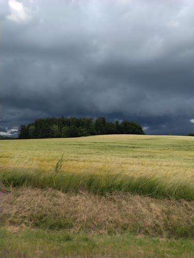 The image depicts a rural landscape with a field of golden grain in the foreground, gently swaying. Behind the grain field, a dense forest forms a dark green line across the horizon. Above the forest, a dramatic sky looms, filled with heavy, dark grey storm clouds that suggest an approaching tempest. The overall atmosphere is moody and foreboding, with a stark contrast between the bright, sunlit grain and the ominous sky. The image appears to have been taken from a slightly elevated position, possibly a roadside, looking across the fields towards the forest and sky. The location is identified as Dušejov, Czechia.