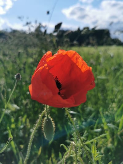The image depicts a single, vibrant red common poppy (Papaver rhoeas) positioned slightly to the right of the central foreground in a field in Anglininkai, Lithuania. The poppy's petals are a vivid scarlet, with lighter, almost translucent areas where sunlight shines through. Its center features a prominent cluster of dark, almost black stamens and pistils. Below and to the left of the main flower, a hairy, closed green poppy bud is visible on its own fuzzy stem, which, like the main poppy stem, is covered in fine, light-colored hairs, some holding small water droplets.
The immediate foreground and midground consist of a dense, out-of-focus expanse of lush green vegetation, primarily grasses and other field plants, creating a shallow depth of field. In the blurred background, a distinct line of dark green trees or dense foliage is visible, stretching horizontally beneath a bright blue sky dotted with scattered white cumulus clouds. A small, indistinct, dark, roughly rectangular object is faintly visible against the sky in the upper right background. The scene is illuminated by natural sunlight, which highlights the poppy and its immediate surroundings.
