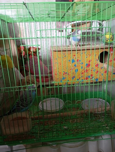 The image displays four parakeets (budgerigars) contained within a rectangular green metal wire cage, situated indoors in Nasiriyah, Iraq. A yellow wooden nesting box, adorned with multi-colored paint splatters (red, blue, green) and featuring a circular entrance hole, is positioned in the upper right section of the cage. Three parakeets are visible in the upper half: one light green individual perches on a horizontal bar on the left, a blue and white individual stands centrally on the nesting box, and a yellow and light blue individual is on the right side of the nesting box. A fourth blue parakeet with dark striped markings is perched on a bar in the lower left, above a clear plastic feeder containing seeds. Two circular, light gray dishes, with scattered debris, rest on the cage floor. The cage floor also shows a scattering of seeds and droppings. Partially visible behind the left side of the cage is a pink decorative object, possibly artificial flowers. The background consists of blurred, light-colored interior walls.
