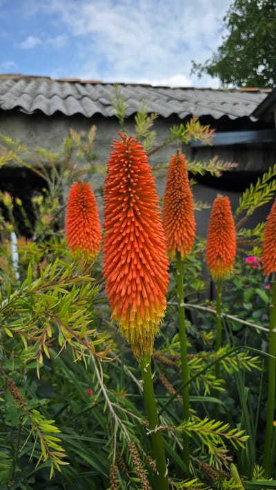 A close-up, eye-level shot captures a cluster of vibrant orange and yellow poker flowers, also known as Red Hot Pokers, in full bloom. The flowers, with their dense, cylindrical heads, are the primary subjects, standing tall against a backdrop of lush green foliage. The foreground is dominated by delicate, needle-like leaves of a complementary green hue, interspersed with dried seed pods. In the mid-ground, other poker flowers, varying in height, create depth. The background reveals a rustic scene: a grey tiled roof of a building, likely in a rural setting, and a glimpse of a blue sky with scattered clouds. The overall impression is one of a natural, outdoor environment, perhaps a garden in Badiauri, Georgia, bathed in natural light. There are no people or animals visible in the frame.
