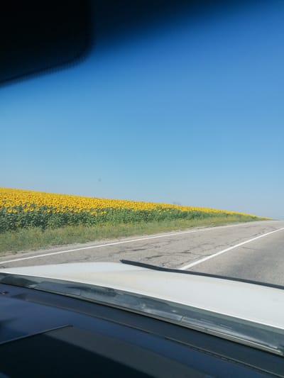 The image shows a view from inside a vehicle, looking out over a rural landscape. In the foreground, the dashboard and windshield of the vehicle are visible. Beyond the vehicle, a paved road runs diagonally across the frame, with white lines marking the lanes. To the left of the road, a vast field of sunflowers stretches to the horizon, with a line of green vegetation separating it from the road. The sky is a clear, bright blue. The image appears to have been taken on a sunny day. The scene is likely located in or near Severnoe, Kazakhstan, a region known for its agricultural production, including sunflowers.