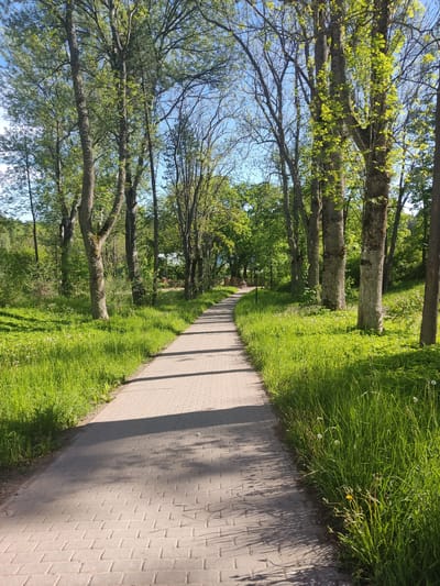 A paved pathway, constructed from light-colored rectangular paver stones, extends directly into the image foreground, leading into the distance with a slight curve to the right. The path is brightly lit by direct sunlight, casting distinct, elongated shadows of overhead tree branches onto its surface, predominantly on the left side.

On both sides of the pathway, lush, vibrant green grass grows abundantly, featuring scattered white dandelion seed heads and occasional yellow dandelion flowers, particularly visible on the right. A dense line of deciduous trees borders the path on both sides. Many of these trees display fresh, bright green foliage, indicative of spring or early summer, while some branches, especially higher up and in the background, remain largely bare. The tree trunks are primarily dark, textured, and varying in width.

Above the tree canopy, a clear, bright blue sky is visible, with no clouds present. The overall scene depicts a well-maintained natural area within a park, under clear weather conditions, located in the city of Sortavala, Russia. No identifiable individuals are present on the pathway or in the immediate foreground/midground. A very distant, indistinct white form, possibly a small figure on another path, is faintly visible in the far upper-left background.