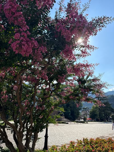 A tree with vibrant pink flowers and green leaves is in the foreground, with branches reaching towards the sky. The sun shines brightly through the foliage, creating lens flare. In the background, a paved walkway with a patterned surface extends into the distance. Beyond the walkway, lush green trees and a building can be seen, with mountains in the far distance. The scene suggests a bright, sunny day, likely in the late morning or early afternoon. The overall atmosphere is serene and natural. There is no visible text in the image.