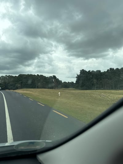 A wide-angle, low-angle shot shows a cloudy sky over a rural landscape. A paved road with a white line on the left and yellow dashed lines on the right curves into the distance on the left side of the frame. A grassy field with scattered trees and a thick forest beyond runs along the right side of the road. A white sheep stands in the field on the right, facing away from the camera. In the distance on the right, several other sheep are visible grazing in the field. The foreground is dominated by the car's windshield, with a blurry dashboard visible at the bottom.