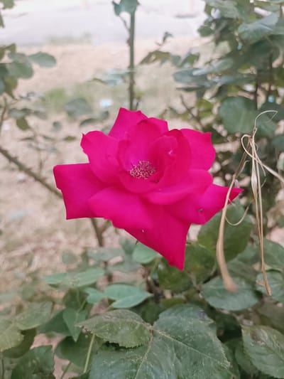 A close-up, portrait-oriented shot showcases a vibrant pink rose in full bloom, positioned slightly off-center to the left. The rose's petals are unfurled, revealing its delicate stamen and pistil at the core. The background is a soft blur of muted greens and browns, suggesting an outdoor setting. The leaves of the rose bush, some appearing slightly aged and dry, surround the flower. To the right of the rose, a dried, thin stem extends upwards, adding a contrasting textural element. The overall impression is one of natural beauty and the delicate fragility of a blooming flower within a garden environment. The specific location within Sumgayit, Azerbaijan, is not determinable from the visual information provided.