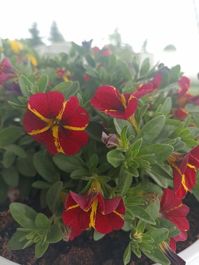 A close-up, eye-level, medium shot captures a cluster of blooming red and yellow petunias in a white planter filled with dark soil. The flowers are the primary subject, with their vibrant colors and intricate yellow veining drawing the viewer's attention. Lush green foliage surrounds the blossoms, creating a dense, natural texture. In the background, the scene is softened by a bright, hazy sky, with indistinct shapes that might be trees or structures. The overall impression is one of a sunny, outdoor setting, possibly a garden or a balcony in Shakhunya, Russia, given the context provided. There are no people or any discernable human activity. The focus is entirely on the flora.