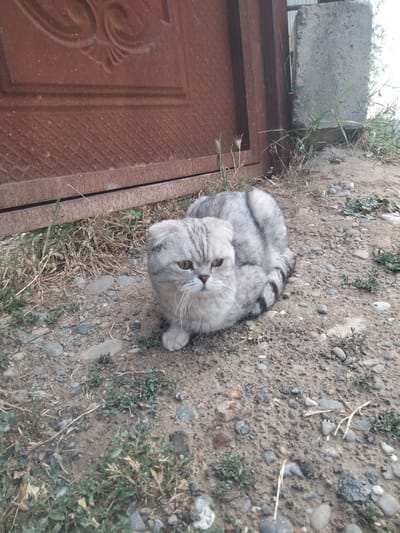 In Baş-Bulak, Kyrgyzstan, a silver Scottish Fold cat with distinctive folded ears sits on a patch of gravel and dirt ground. The cat is facing the camera, its green eyes looking forward. Behind the cat, a large, reddish-brown metal door with decorative embossed patterns is visible, along with a rough concrete block and sparse vegetation. The ground is covered in small stones, pebbles, and dry grass. The overall environment appears to be an outdoor area, possibly a yard or alleyway.