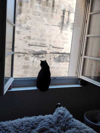 An interior view from a residence in Avignon, France, shows a black cat seated centrally on a white windowsill, facing away from the observer and looking outdoors. The window consists of two sashes, both open inwards, revealing a weathered exterior stone wall composed of large, light-colored rectangular blocks with visible dark staining and a horizontal dark line. To the immediate right of the window, a white louvered shutter is partially visible. In the lower foreground, a fluffy, light grey textured blanket or pet bed occupies the left side, and a portion of a round, soft-sided grey cat bed is visible on the right. The scene is illuminated by daylight from the exterior, silhouetting the cat and interior elements.