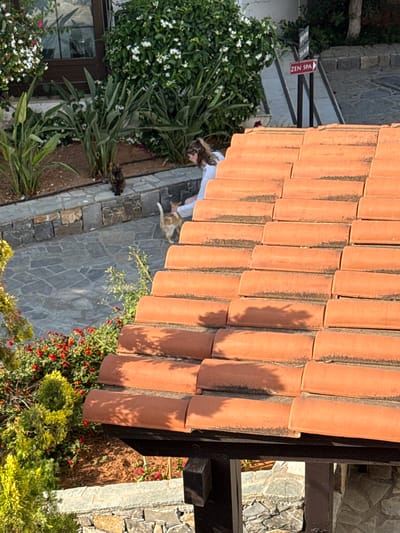 The image depicts an outdoor scene, likely a resort or hotel, with a focus on a tiled roof in the foreground. The roof tiles are a warm, terracotta color and are arranged in overlapping rows. Sunlight casts dappled shadows from foliage onto the roof, suggesting it is daytime with clear skies.

To the left of the roof, a lush green bush with small white flowers is visible, along with some taller, reedy plants. Below these plants, a cobblestone pathway leads into the scene. A person, mostly obscured by the foliage and viewed from above, appears to be lying down near the pathway. Further along the path, a calico cat is walking away from the viewer, and a darker colored cat or small animal is visible near the edge of the path.

In the background, a stone wall and a wooden structure are present. A signpost with the text "ZEN SPA" and an arrow pointing left is attached to a dark railing, indicating a directional sign. The overall impression is one of a serene, possibly Mediterranean, setting. The presence of the cats and the relaxed posture of the person suggest a peaceful and tranquil atmosphere. The time of day appears to be late afternoon, given the long shadows.