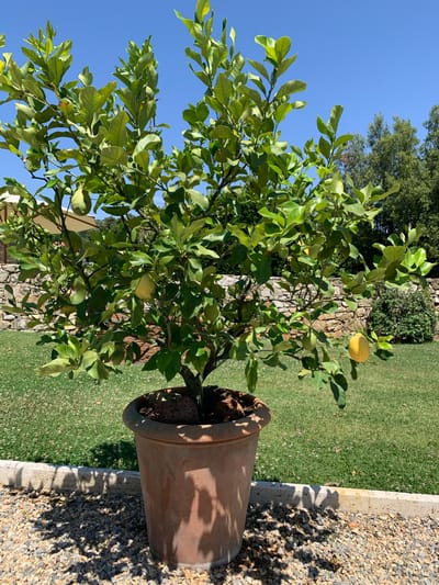The image depicts a potted lemon tree in a sunny outdoor setting. The tree, laden with green leaves and several fruits, sits in a large terracotta pot. The pot is placed on a surface covered with small, light-colored gravel. In the background, a manicured green lawn stretches out, bordered by a low stone wall. Beyond the lawn, trees and vegetation are visible, suggesting a natural or garden environment. The sky above is a clear, bright blue. The overall scene conveys a sense of tranquility and natural beauty, consistent with a location in Castiglione d'Orcia, Italy.