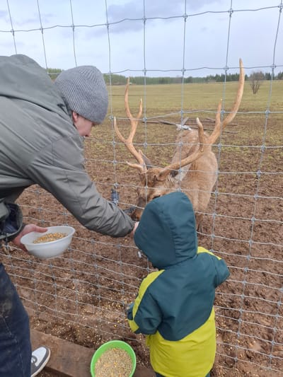 An outdoor scene captures an adult and a child feeding a large deer through a wire fence. The photograph is taken from a slightly elevated perspective, looking down into an animal enclosure.
In the foreground, an adult, wearing a grey knitted beanie and a grey-green jacket, holds a white bowl filled with animal feed. Their arm extends through the wire mesh fence, offering food to the deer. To the adult's right and slightly behind, a child, clad in a dark green and yellow hooded jacket, also reaches towards the deer, participating in the feeding.
The subject being fed is a light brown deer, likely an elk or red deer, distinguished by its large, multi-pronged antlers. Its head is positioned close to the fence where the food is being offered. The ground within the enclosure is muddy and dark brown, with various grains and seeds scattered across it, indicating a designated feeding area. A green bowl, also containing feed, is visible on a wooden platform to the right, adjacent to the child.
The background reveals a flat, green field stretching towards a horizon marked by a distant line of trees. The sky is overcast and uniformly grey, suggesting a cloudy day, possibly cool or damp given the muddy ground. The scene conveys a calm, interactive moment between people and an animal in a natural or semi-natural, fenced environment. No visible text is present in the image.