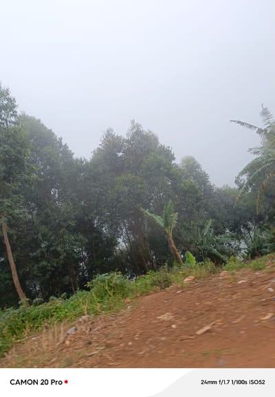 A medium shot captures a misty, green landscape in Nguroje, Nigeria. Tall, dark green trees densely populate the middle ground, their forms softened by the fog. In the foreground, a path of reddish-brown dirt slopes upwards, bordered by sparse, green vegetation. A few banana plants are visible amongst the trees. The sky is overcast and white, merging with the mist. The bottom of the image displays text indicating the camera model "CAMON 20 Pro" and photographic settings "24mm f/1.7 1/100s ISO52". There are no people or visible actions.