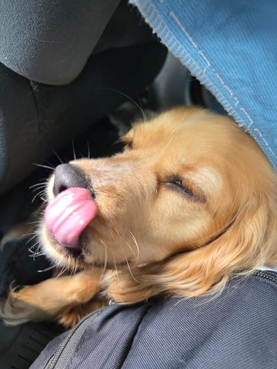 A close-up shot features a golden retriever puppy lying down, possibly sleeping. Its eyes are mostly closed, and its tongue is sticking out. The puppy appears to be positioned in a confined space, possibly in a car or nestled between objects. Blue denim fabric is visible on the left side, and a dark, textured material that could be a bag or seat is on the right. There are no visible people or identifying landmarks to confirm the location as Leshnitsa, Bulgaria.