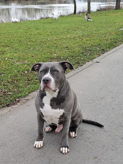 A medium-sized, short-haired dog, identified as an American Bully type, with a slate grey coat and extensive white markings on its chest, muzzle, and paws, sits on a dark grey asphalt path. The dog is positioned centrally, facing directly forward, with a direct gaze. Its ears are uncropped, and a reddish area, consistent with a skin irritation or abrasion, is visible on its inner left hind leg. To the left of the path, a green grassy area extends towards a calm body of water, likely a river or large pond. Five geese are present on this grassy bank: three white geese are grouped towards the left, and two grey and white geese are positioned further right. Several bare deciduous trees line the far bank of the water. The scene is illuminated by diffused, natural light, indicative of an overcast sky. The location depicted is Bech-Kleinmacher, Luxembourg.