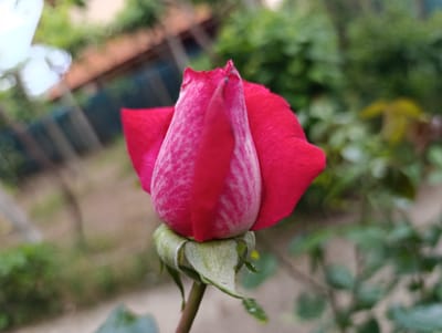 A close-up photograph depicts a vibrant red rose bud, centrally positioned and in sharp focus, against a deeply blurred background. The rose bud is tightly closed, with its outer petals displaying a solid deep red hue, while inner, partially visible petals show variegated streaks of lighter pink or white. A small dark speck is present on the uppermost tip of the bud. The bud is supported by fuzzy, light-green sepals, which transition into a reddish-brown stem exhibiting minor thorns. The background, rendered out of focus, reveals a natural outdoor environment. Elements visible include diffused green foliage in various shades, a light brown ground area, and in the upper-left, a blurred reddish-brown tiled roof structure and a lighter, possibly white, indistinct object. The scene is located in Nikolichevtsi, Bulgaria.