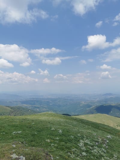 This image captures a panoramic view of a mountainous landscape on a clear day. The foreground is dominated by a lush, green meadow dotted with small white and yellow wildflowers. Large, fuzzy grey-green plants are scattered throughout the grass, adding texture and visual interest. The meadow slopes gently downward, leading the eye towards a vast expanse of rolling hills and valleys in the middle ground and background.

The distant landscape is rendered in soft blues and greens, with a slight haze blurring the details of distant mountains and settlements. This suggests a considerable distance and a broad, sweeping vista. The sky above is a vibrant blue, punctuated by scattered, fluffy white clouds. The lighting suggests it is daytime, likely late morning or early afternoon, with the sun casting subtle shadows that highlight the contours of the terrain.

The scene is one of serene natural beauty. There are no people or man-made objects visible, emphasizing the wild and untamed nature of the location. The overall impression is one of peace and tranquility, inviting the viewer to appreciate the grandeur of the natural world. The location context provided is Brestovo, Bulgaria, which aligns with the hilly, mountainous terrain depicted. There is no visible text in the image.