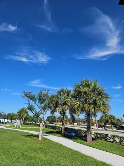 This image depicts a bright, sunny day in a suburban outdoor setting, likely Port Saint Lucie, Florida. The scene is dominated by a clear, vibrant blue sky with wispy white clouds scattered across it. Lush green grass lines a paved pathway that curves through the landscape. Several palm trees, characteristic of a tropical or subtropical climate, are visible, with one large palm tree prominently featured in the foreground. A slender tree with green foliage stands next to it.
Along the pathway, a bright blue metal bench is placed under the shade of the palm trees, offering a place to rest. Beyond the grass and pathway, a road is visible with parked cars, including a red SUV and a black truck. Some buildings and more trees can be seen in the background, suggesting a residential or commercial area.
The time of day appears to be late morning or early afternoon, given the bright sunlight and distinct shadows cast by the trees. The weather is clearly fair and pleasant. There is no discernible activity of people taking place in the immediate foreground, though the presence of the bench and the general setting suggest a public space where people might gather or relax. The overall mood of the image is one of tranquility and pleasant weather. No visible text is present in the image.