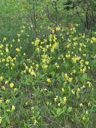 The image depicts a grassy area interspersed with numerous yellow wildflowers. Some tree branches are visible on the left side of the frame. There is no evidence of human presence or interaction in the scene. The location, Belyye Berezki, Russia, is not directly verifiable from the image.