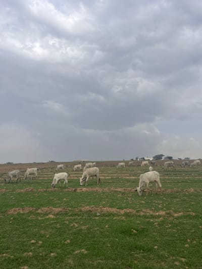 A field of cattle is grazing in the Maiyanga region of Nigeria under an overcast sky. The cattle, which are light-colored, are grazing in a field of green grass with visible soil markings. A line of trees is visible in the distance. The sky is filled with heavy, gray clouds.