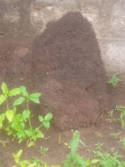 The image depicts a close-up, eye-level, medium shot of a large, dark brown mound of earth, likely an anthill, situated on the ground in front of a rough, textured wall. To the left and in the foreground, several vibrant green plants with broad leaves are growing. The ground is composed of dark soil. The wall in the background has a mottled appearance with shades of gray, white, and brown. A small cluster of feathery green vegetation is visible to the right of the mound, and other small plants are scattered across the soil. The lighting suggests an overcast day or shaded area, resulting in soft, diffused light with no harsh shadows. The overall scene is natural and unmanicured, suggesting an outdoor environment, possibly a rural or semi-urban area in Amaokpala, Nigeria, where such natural formations are common.
